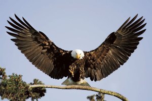 Eagle